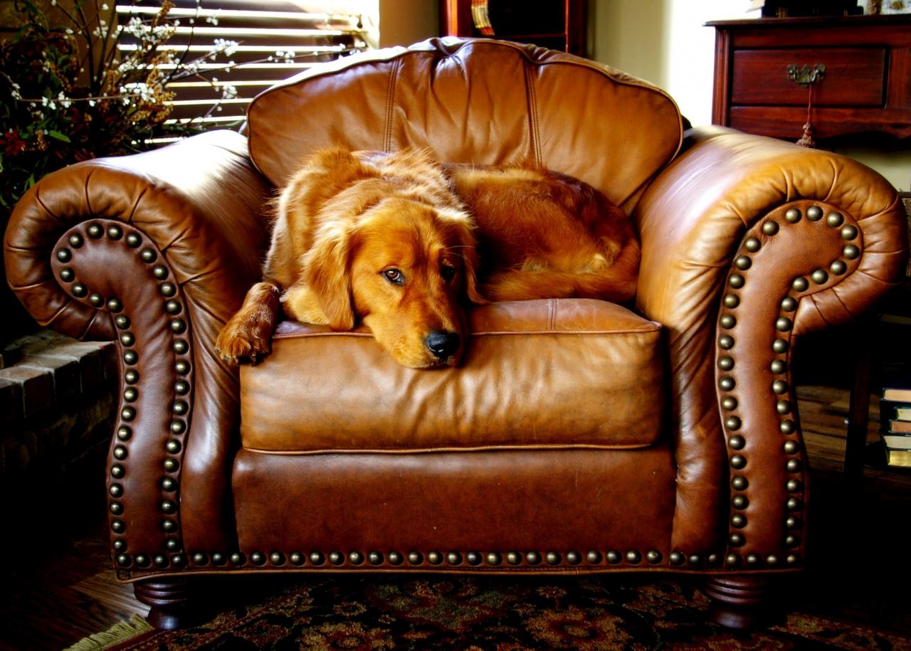 Friendly articulate couches