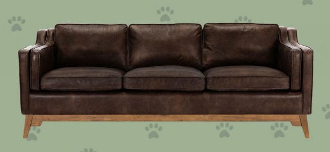 Couch dogs leather owners dog